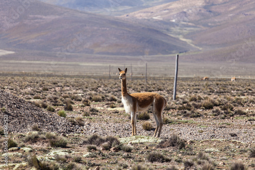 Ritratto di una Vigogna ( vicugna)  su un promontorio peruviano