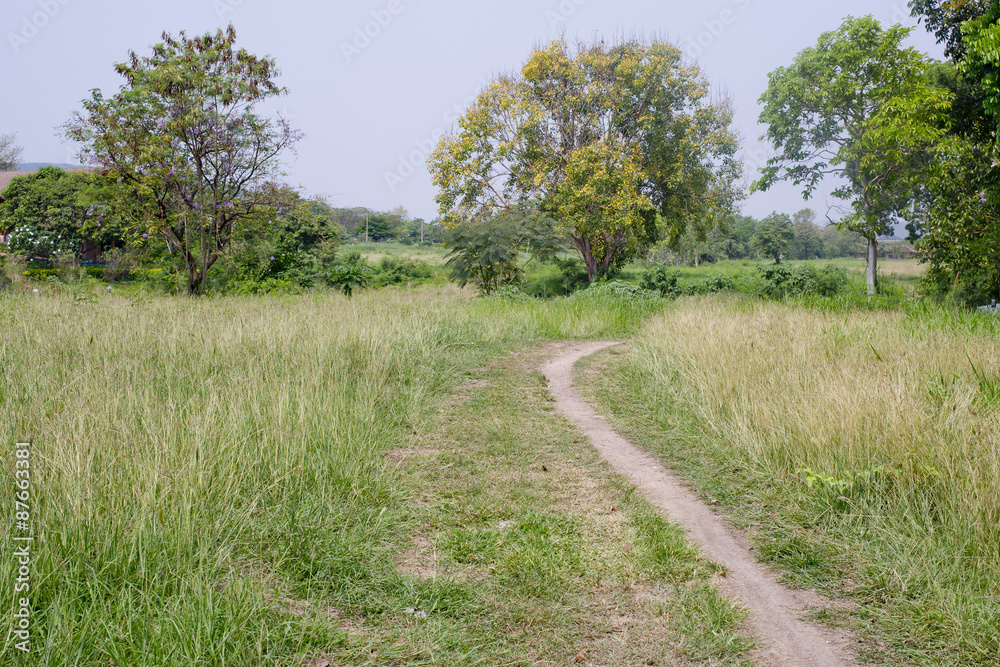 Trail passing through dense grasses Trail passing through dense grasses