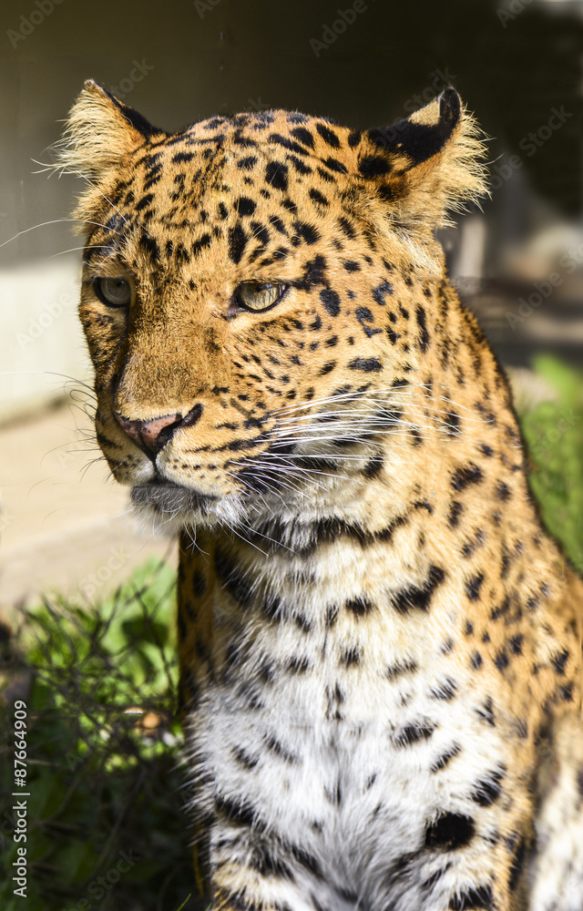 Fototapeta premium Watchful Leopard looks for prey from