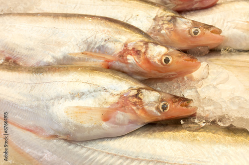 Fresh Whisker Sheatfish on Ice for Preserve in market, Thailand.