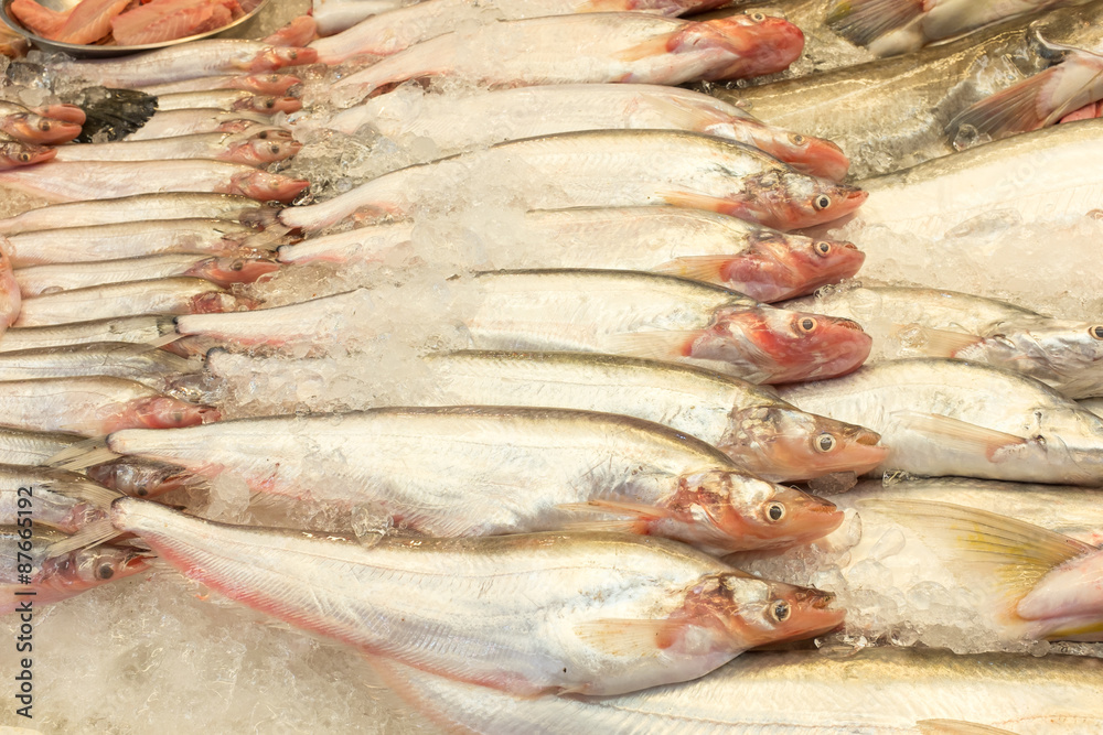 Fresh Whisker Sheatfish on Ice for Preserve in market, Thailand. Fresh Whisker Sheatfish on Ice for Preserve in market, Thailand.