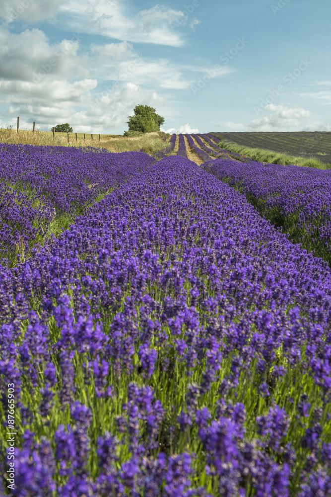 Lavender field in the summer Lavender field in the summer