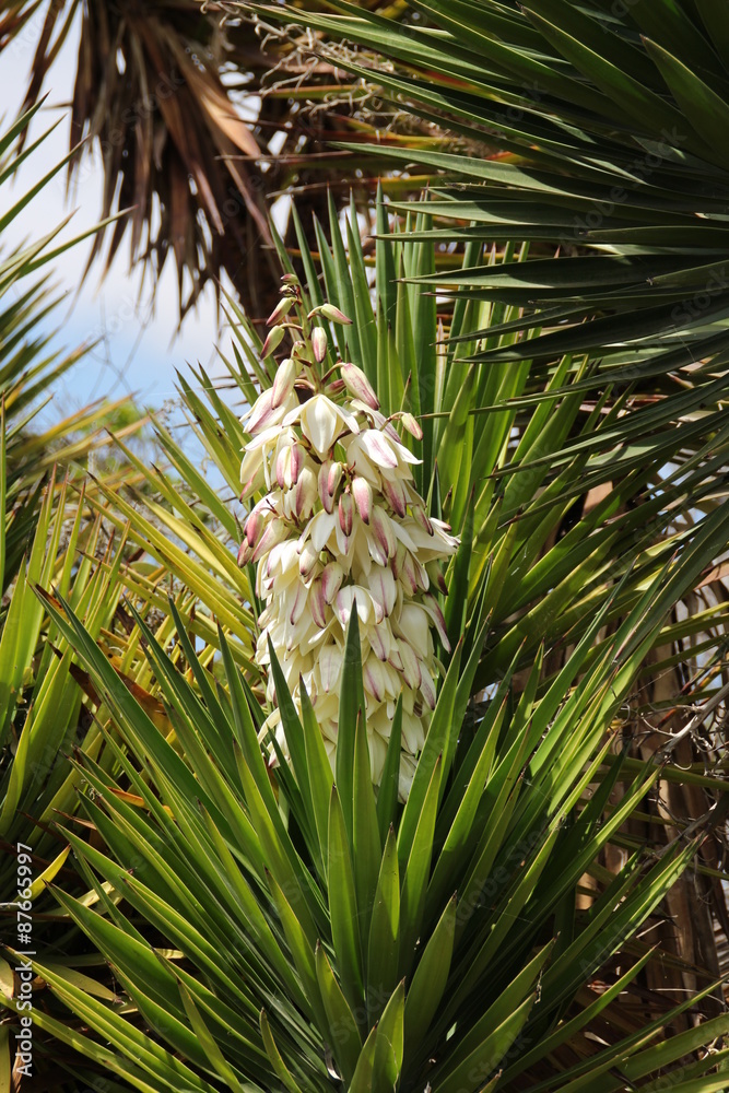 Blhende Agave-Bilder: Stock-Fotos & -Videos. | Adobe Stock