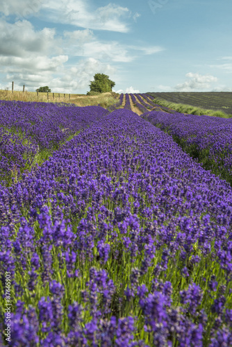 Lavender field in the summer