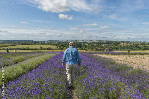 A male walking through lavender field in the summer