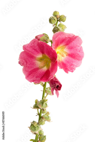 Fototapeta Naklejka Na Ścianę i Meble -  Stockrose