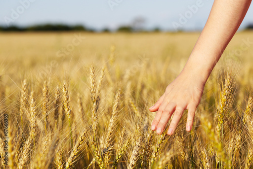 Ear of wheat and hand