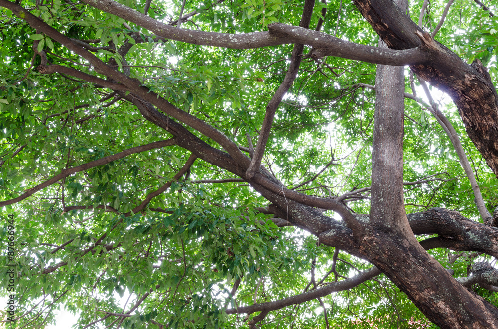 Under the shade of a tree. Under the shade of a tree.