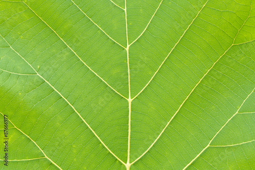 Εκτύπωση καμβά Detail of Teak leaf and textured