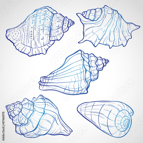 Hand drawn seashells
