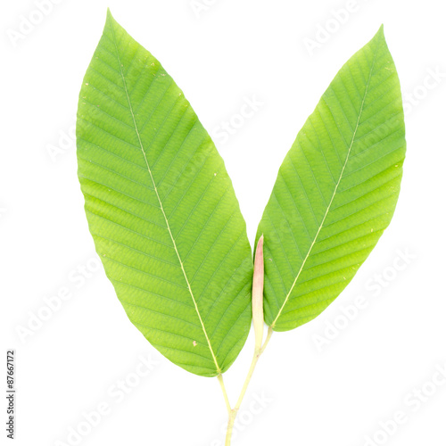Billede på lærred Young's leaf Dipterocarpaceae isolated on white background