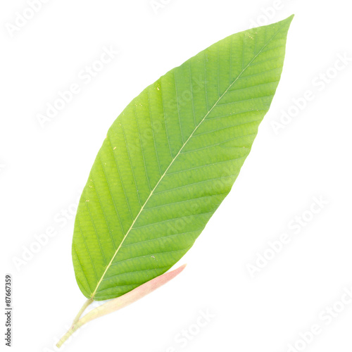 Young's leaf Dipterocarpaceae isolated on white background