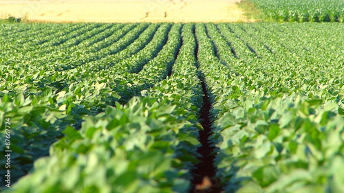 Soybean field in summer.