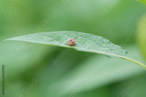 Ladybug Eating leaves .