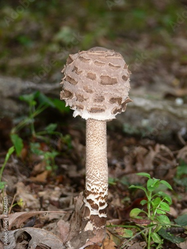 bocciolo di mazza di tamburo (Macrolepiota procera) photo