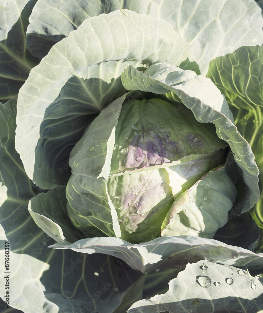 Obraz premium Cabbage in a summer garden