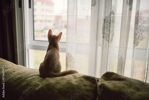 Small kitten sitting on a sofa and looking out the window