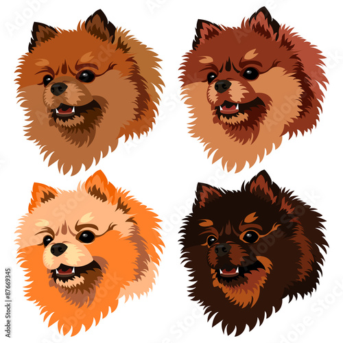 Vector Illustrative Portrait of Pomeranian Spitz Dog. 4 colors.