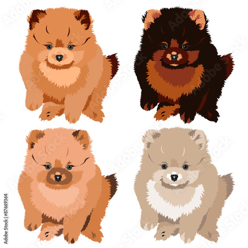 Vector Illustration pomeranian Spitz Dog Puppy. 4 colors.