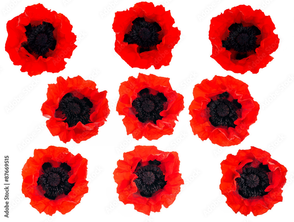 Obraz premium nine bright red poppies isolated on white background
