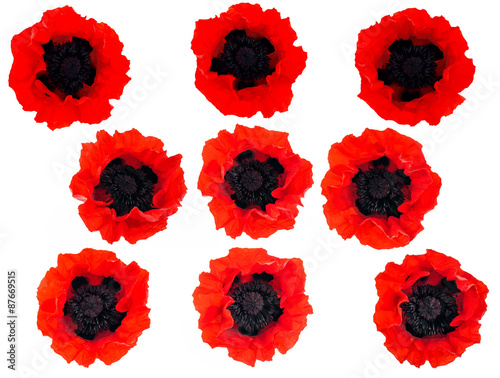 nine bright red poppies isolated on white background