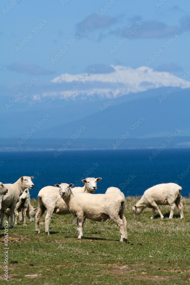 Sheep at lake Tauop, New Zealand
