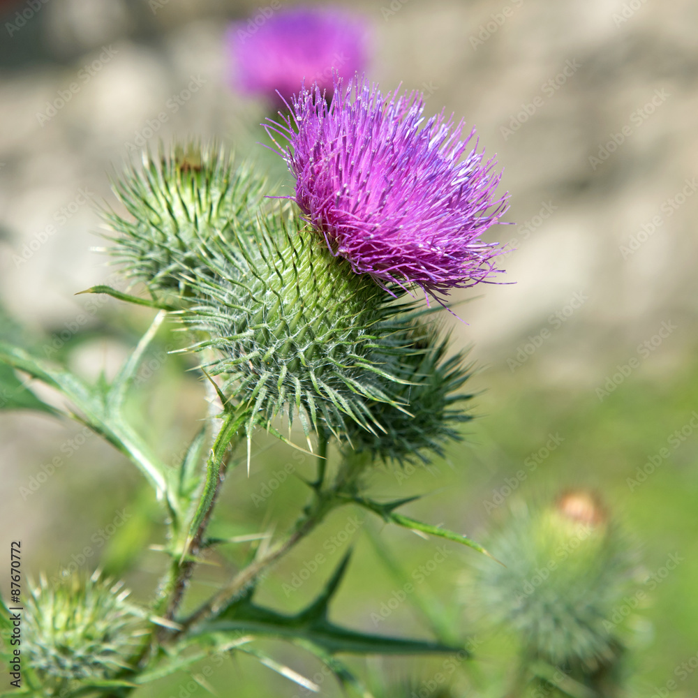 Gewöhnliche Kratzdistel - Cirsium vulgare Gewöhnliche Kratzdistel - Cirsium vulgare