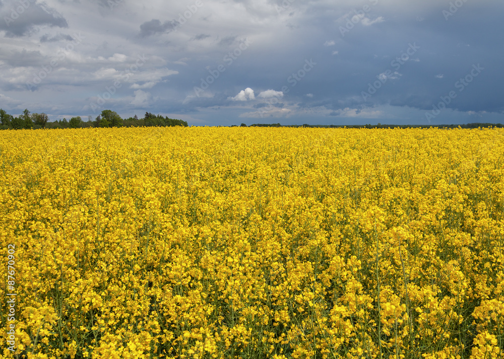 Field before the storm.