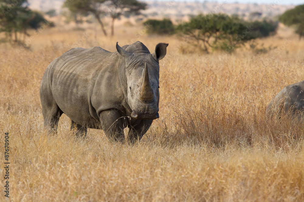 Fototapeta premium Lone rhino standing on open area looking for safety from poacher