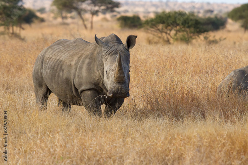 Lone rhino standing on open area looking for safety from poacher