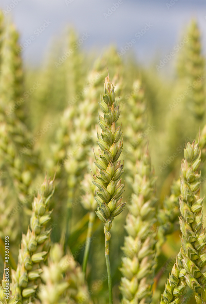 Growind wheat.