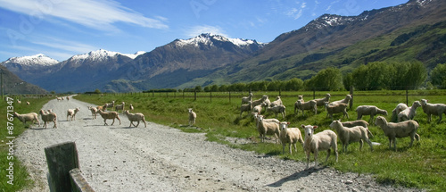 Schilderij op canvas Sheeps in New Zealnd