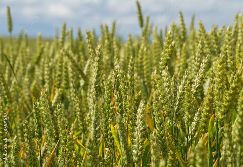 Growind wheat. Growind wheat.