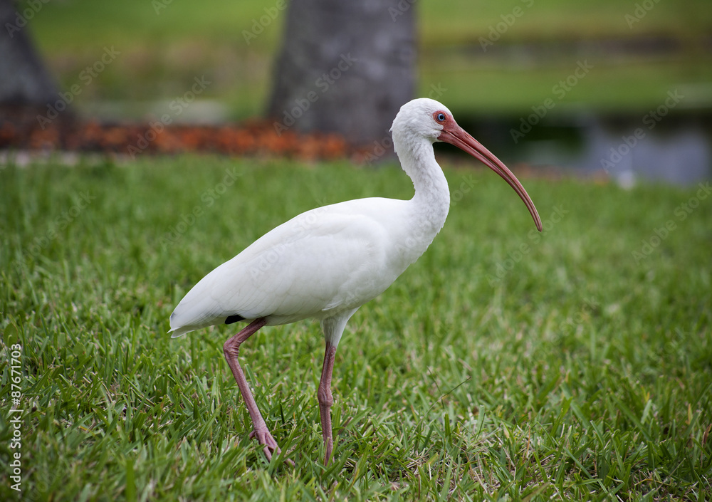 Fototapeta premium American White Ibis (Eudocimus albus) in search of food on a nature background