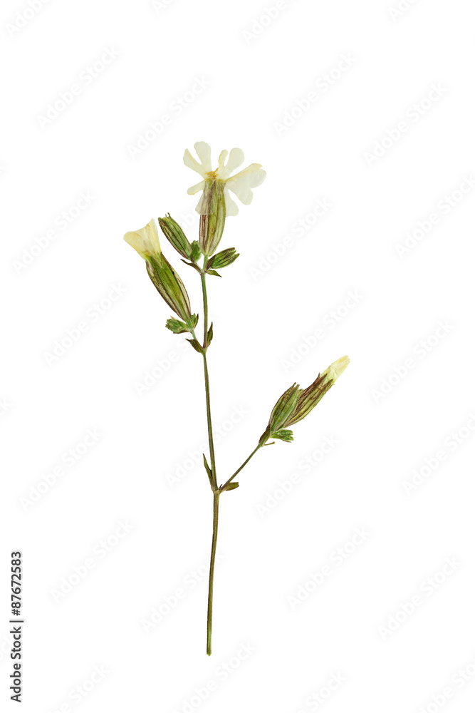 Pressed and dried flower on a stalk Silene. Isolated on white ba