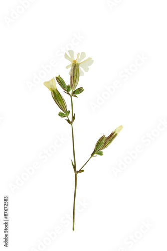 Fototapeta Naklejka Na Ścianę i Meble -  Pressed and dried flower on a stalk Silene. Isolated on white ba