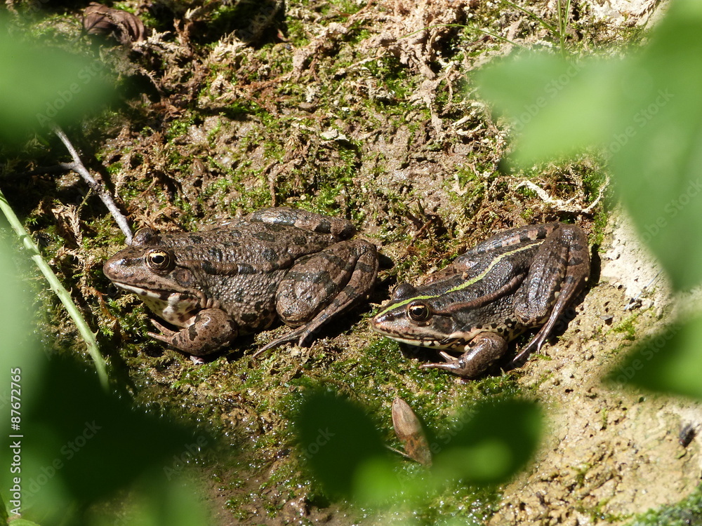 Fototapeta premium Pause grenouille