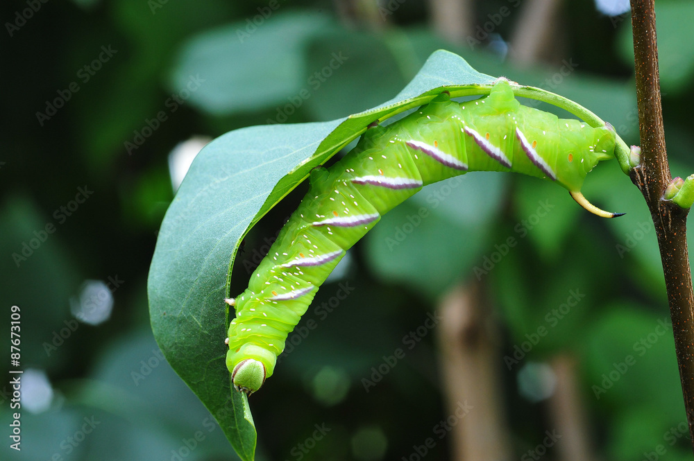 Fototapeta premium Shinx Ligustri - Ligusterschwärmer