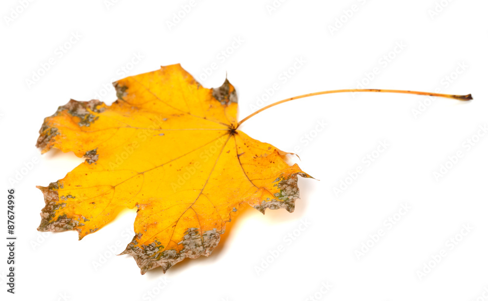 Yellow dried autumn maple-leaf