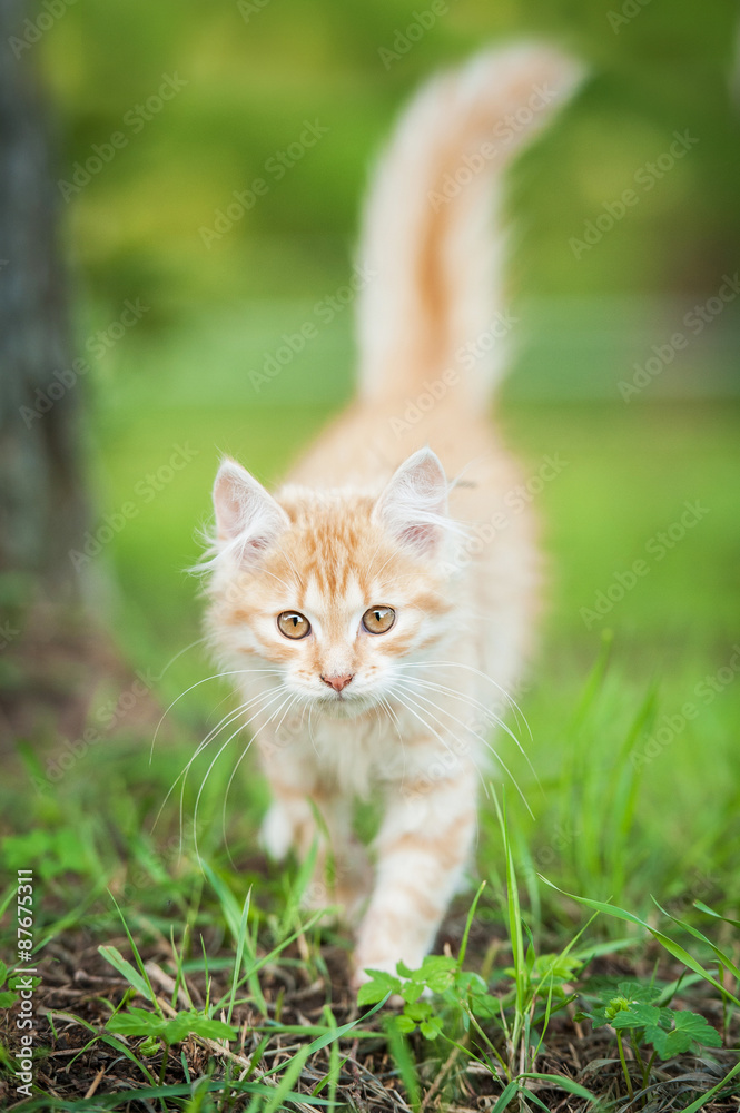 Little red kitten walking outdoors in summer