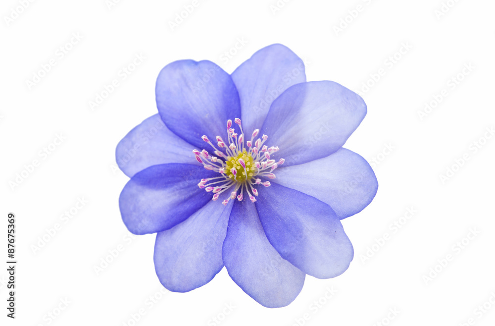 Obraz premium Hepatica nobilis