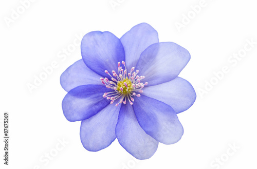 Fototapeta Naklejka Na Ścianę i Meble -  Hepatica nobilis
