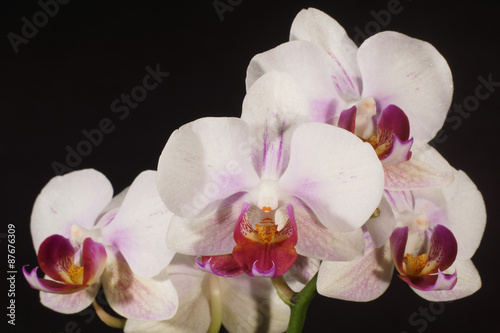 Orchidea  Orchid