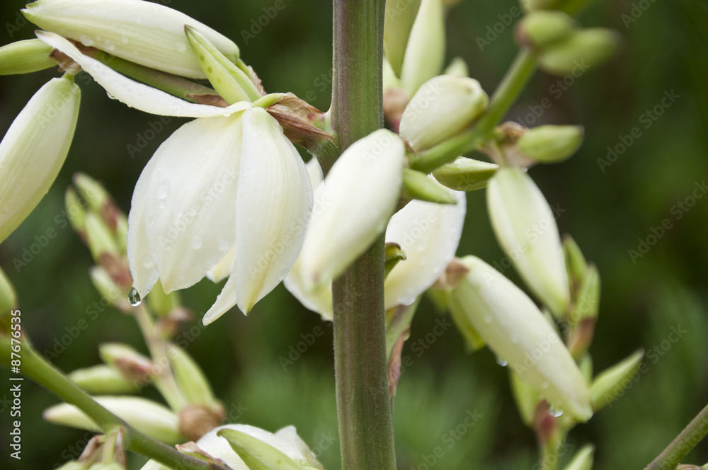 Jucca wet flowers closeup Jucca wet flowers closeup
