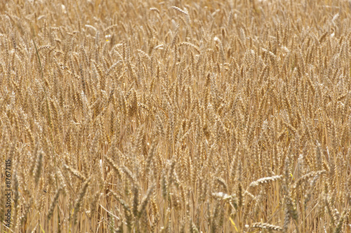 yellow grown wheat background