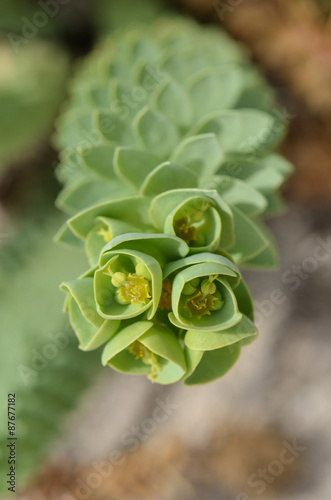Sea spurge photo