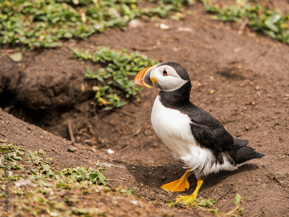 Puffins on the Farne Islands, Northumberland, UK Puffins on the Farne Islands, Northumberland, UK