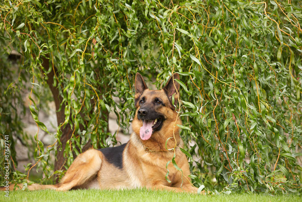 German shepherd dog