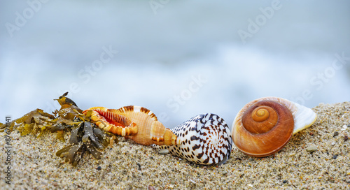 shells on a beach © Vera Kuttelvaserova