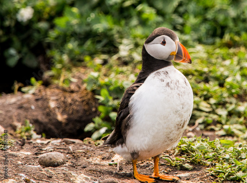 Puffins on the Farne Islands, Northumberland, UK